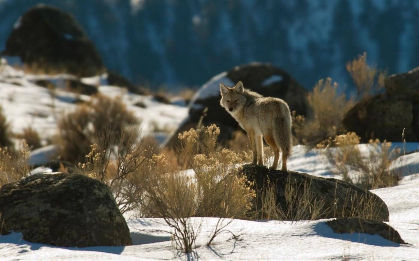 Animals of Yellowstone